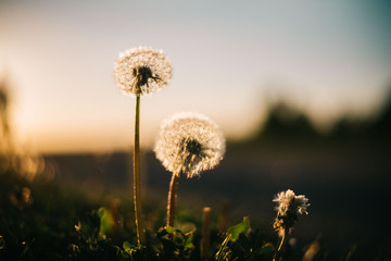 Warm summer evening with golden hour and dandelions