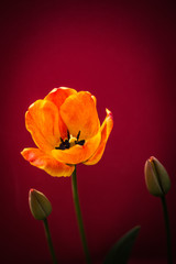 Colorful tulip flower bloom with a colorful background