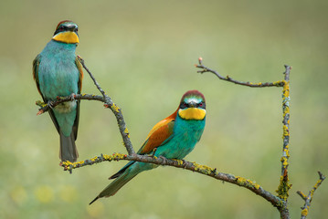 Merops apiaster bee-eater