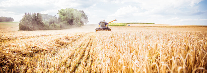 Combine harvester harvests ripe wheat. agriculture 