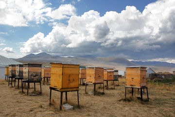  beehives