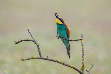 Merops apiaster bee-eater