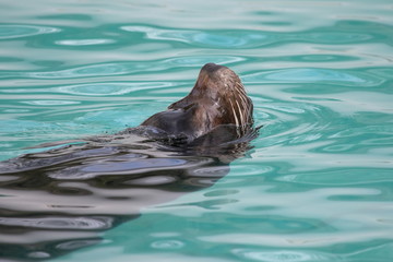 Seelöwe