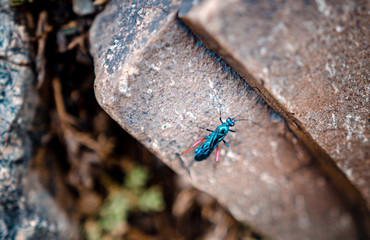 insecto de monta&ntilde;a