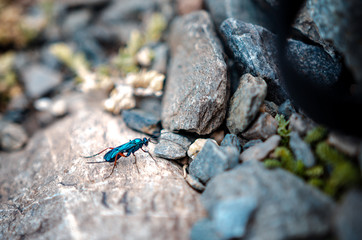 insecto de montaña