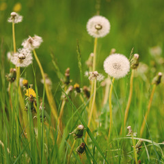Lovely dandelion in the green grass. Spring & summer concept. Close-up photo of ripe dandelion. White flowers in green grass. Closeup of fluffy white dandelion in grass with field flowers.