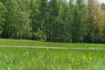Green mountain meadow with the forest pathway and the birch grove in the background. Natural environment.