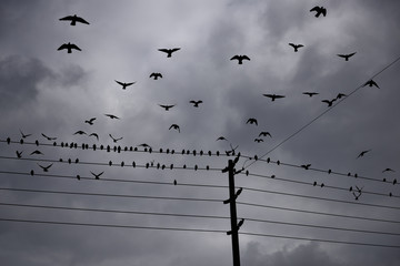 Flock of pigeons on hydro wires taking off and flying against a clouded sky