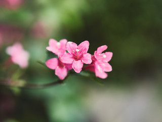 Obraz premium pink flower in the garden