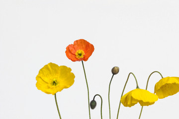 yellow and orange poppy flower on white background	