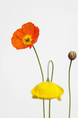 Obraz premium yellow and orange poppy flower on white background 