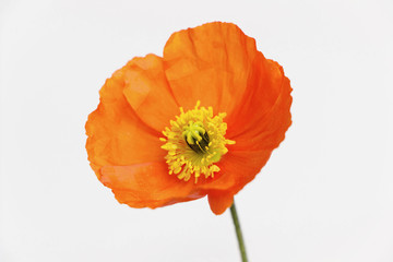 close up of orange poppy flower on white background - Powered by Adobe