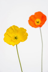 Fototapeta premium yellow and orange poppy flowers on white background