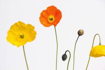 Fototapeta premium yellow and orange poppy flowers on white background