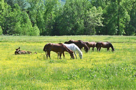Horses and Yellow Wildflowers