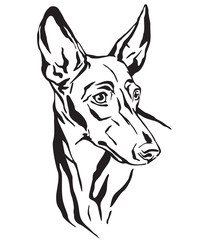 Decorative portrait of Cirneco dell'Etna Dog vector illustration