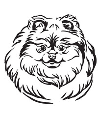 Decorative portrait of Pomeranian Dog vector illustration