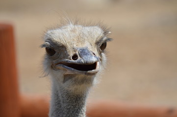 Close up of an ostrich