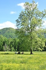 Horses and Mountain