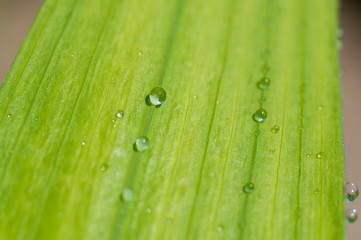 water drops on the green grass. Water droplets on the grass close up