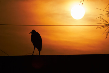 heron standing in the sunset in backlight - obrazy, fototapety, plakaty