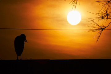 heron standing in the sunset in backlight