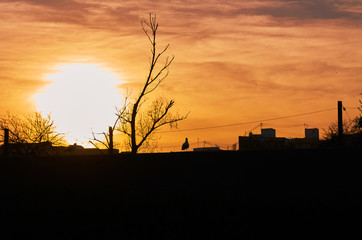Seagulls standing in the sunset in backlight