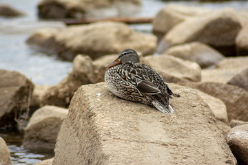 Resting Mallard