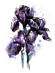 Flowers irises. Drawing by hand. Bright watercolor stain. Multicolored paint stains. Stylish summer background.