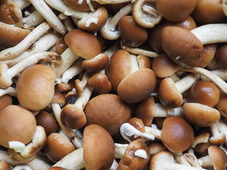 cyclocybe aegerita mushroom food