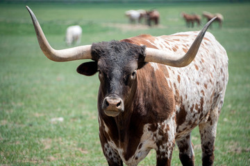 Texas longhorn bull steer cow with long horns in green pasture