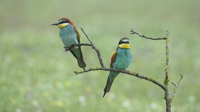 Merops apiaster bee-eater