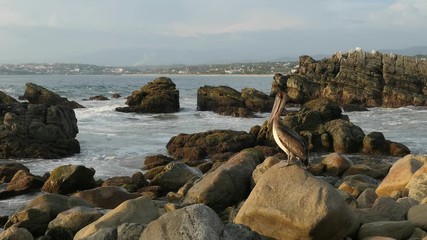 Rock with pelican in Puerto escondido