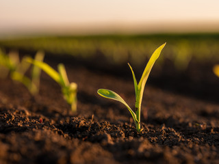 Green corn maize plants on a field. Agricultural landscape - obrazy, fototapety, plakaty
