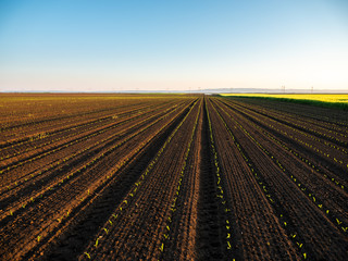 Green corn maize plants on a field. Agricultural landscape