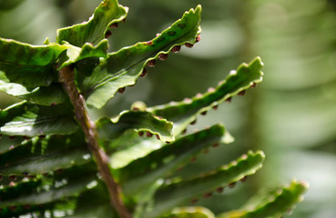 Fern close up