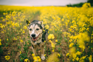 Black cute dog in the yellow field of blooming flowers in hot summer. walk with a pet in nature
