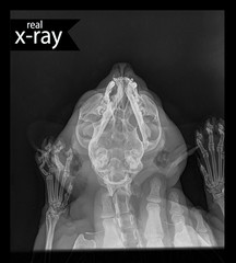 This x-ray. Cat's head, jaw. Professional x-ray. - 268051989
