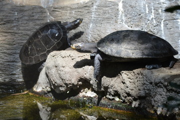 Fototapeta premium Turtles on a rock