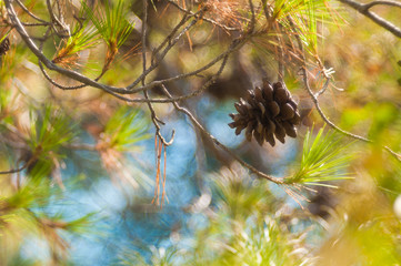 Green mountain pine Pinus mugo closeup with young cones on blurred colorful autumn forest background with beautiful bokeh. Christmas theme.
