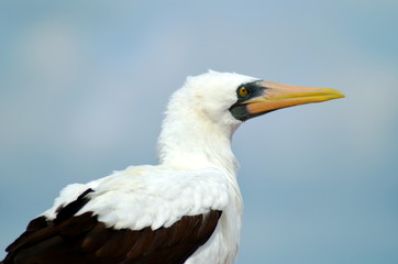 Portrait of the seabird, Masked Booby.
