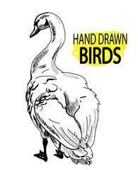 Swan. Drawing by hand in vintage style. Picture pen sketch.