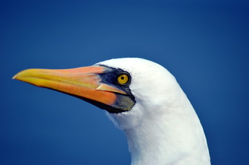 Portrait of the seabird, Masked Booby.