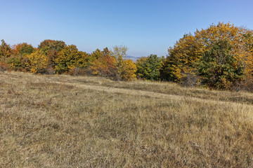 Fototapeta premium Autumn panorama of Cherna Gora (Monte Negro) mountain, Pernik Region, Bulgaria