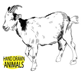Goat. Drawing by hand in vintage style.