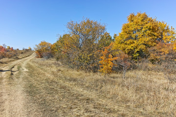 Fototapeta premium Autumn panorama of Cherna Gora (Monte Negro) mountain, Pernik Region, Bulgaria