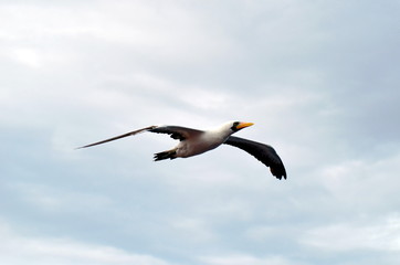 Fototapeta na wymiar Seabird, Masked Booby, flying over the sea.