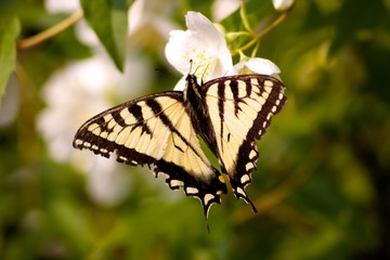 butterfly on flower