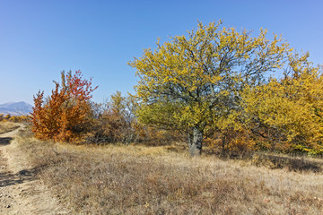 Fototapeta premium Autumn panorama of Cherna Gora (Monte Negro) mountain, Pernik Region, Bulgaria