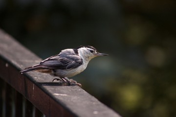 sparrow on railing